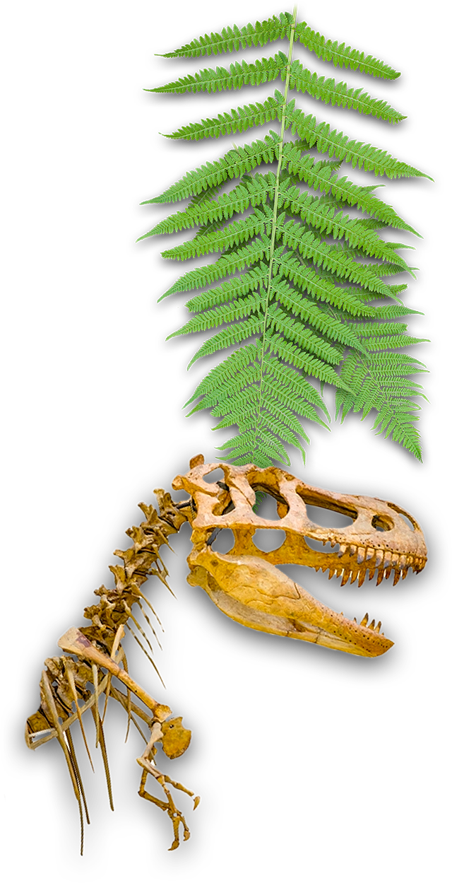 Dinosaurus Artiach Galletas de cerales con forma de dinosaurios para  tomarlo a cucharadas 300 g